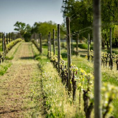 Vigneti Lugana Storia e tradizione del vino Lugana