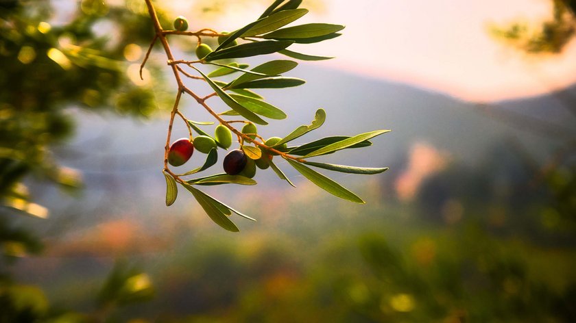 Olivenernte am Gardasee Olivenernte am Gardasee